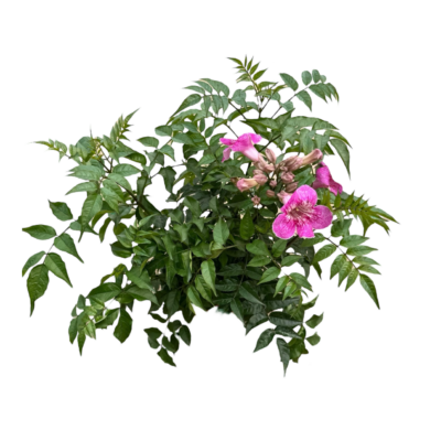 Happiness / Pink Trumpet Vine - Image 3